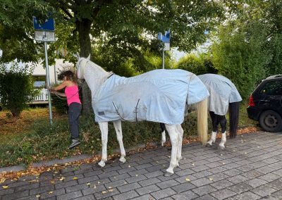 Die beiden Pferde am Rolliparkplatz in Bensheim-Auerbach.