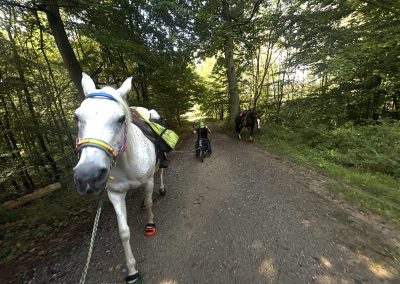 Das Pferd wird zum Kutschpferd für den Rollstuhlpilger!
