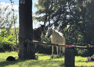 Einer von 3 ausgewiesenen Pferdeparkplätzen auf dem Camino Incluso.