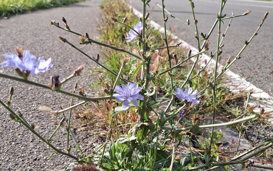 Intensive Sommerzeit auf dem inklusiven Pilgerweg