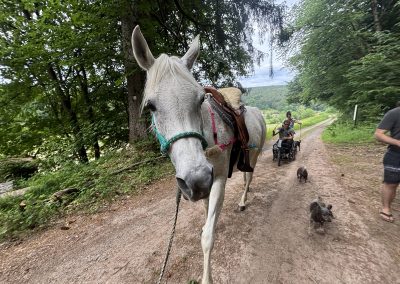 Eva und Floh sind zum 2. Mal auf dem Camino Incluso unterwegs: mit dabei: 2 Pferde und 2 Hunde